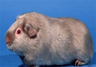 Guinea Pig with Carnation Crown