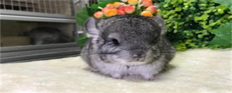 Dark Black Hamster