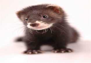 White-necked Angora Ferret