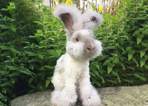 Angora Rabbit