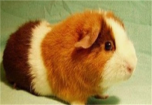 Red and white guinea pig