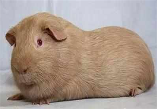 Natural Lavender Guinea Pig