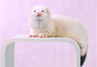 Oriental Color Long-haired Angora Mink
