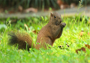 Red-bellied squirrel