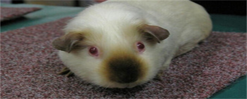 Silk Velvet Himalayan Guinea Pig