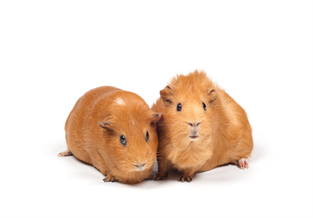 Beige Golden Guinea Pig