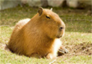 Lemon Crested Guinea Pig