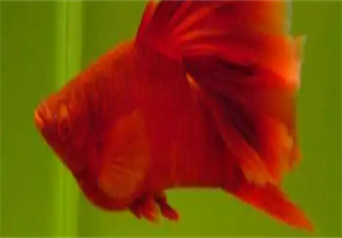Red Arowana