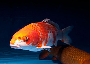 Koi