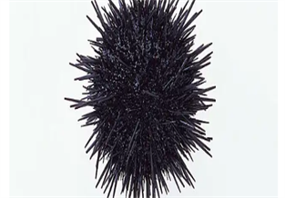 Sea urchin