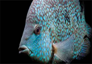 Green Giant Fish