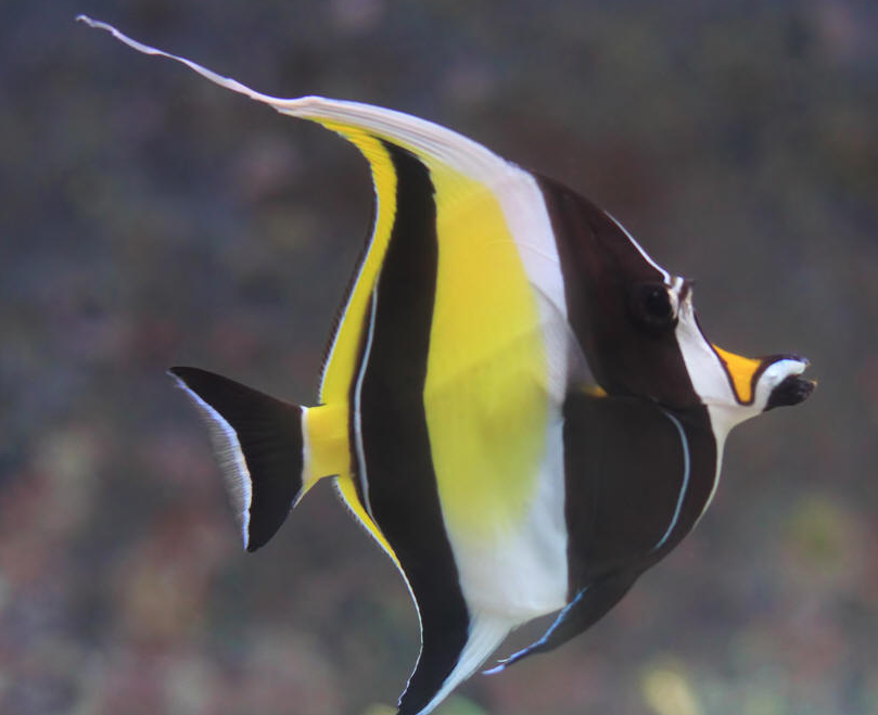 Moorish idol