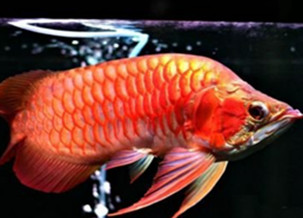 Dragonfish
