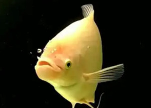 Arowana