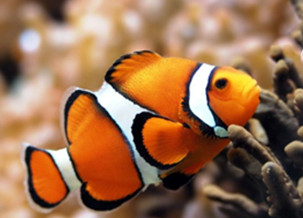 Clownfish