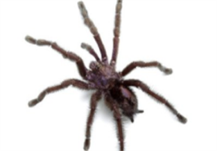 Pink-spotted Bird-eating Spider