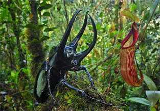 Morakimbiji Big Dipper Insect