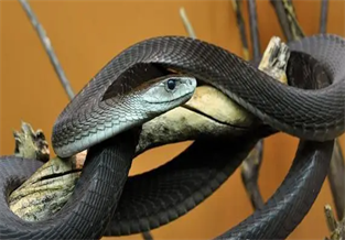 Black Mamba Snake