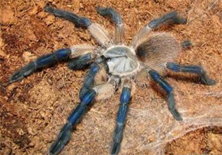 Socotra Blue Baboon Spider