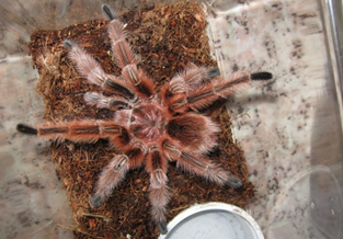 Argentine Brown