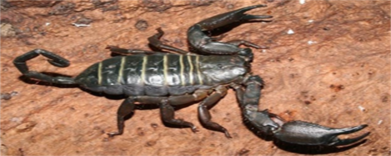 Zebra Flat Rock Scorpion