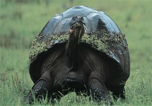 Galapagos tortoise