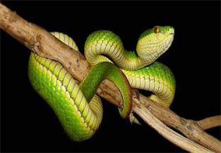 White-lipped Bamboo Pit Viper
