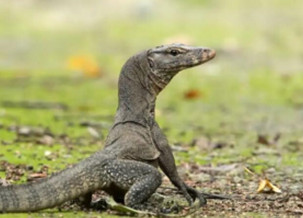 Water Monitor Lizard