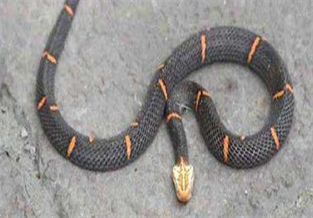 Himalayan Viper