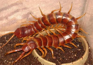Amazon Giant Centipede