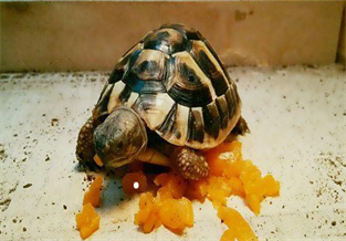 Hermann's Tortoise