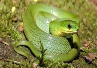 Cyclophiops major