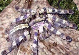 Salem exquisite rainforest spider