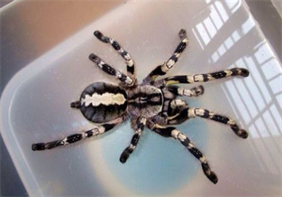 Maser Huali Rainforest Spider