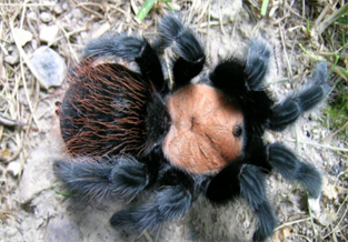 Mexican Grey Bird-Eating Spider