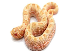 Pig-nosed snake
