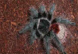 Brazilian Giant Red-rumped Tarantula