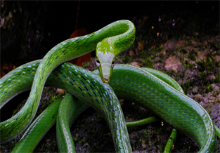 Green Thin Snake