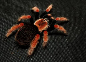 Mexican Red-knee Tarantula