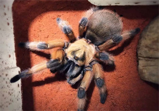 Rio Grande Golden Huntsman Spider