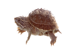 musk turtle