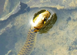 water snake