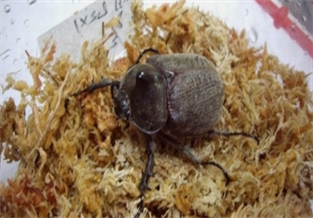 Megasoma joergenseni