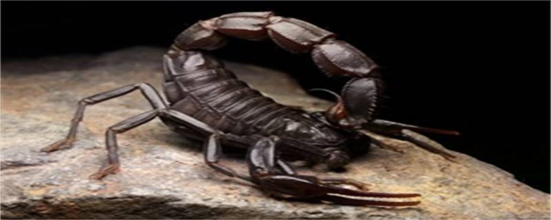 Egyptian Fat-Tailed Scorpion