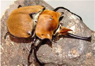 Megasoma elephus