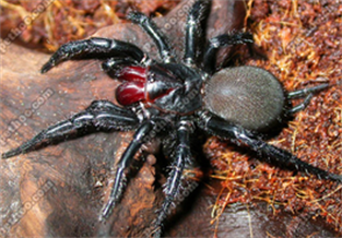 Giant House Spider