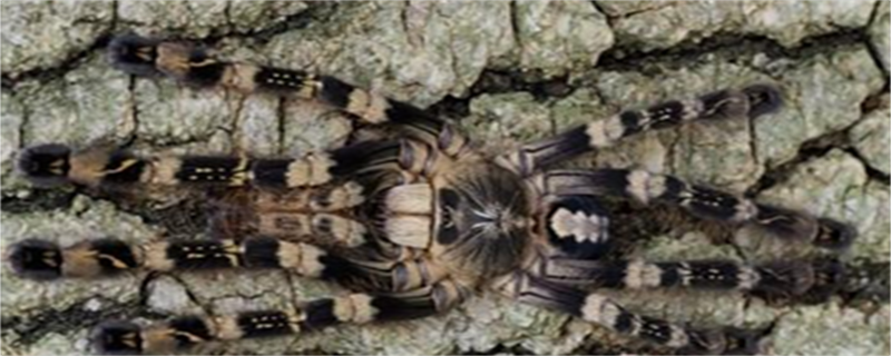 Ivory Gorgeous Rainforest Spider