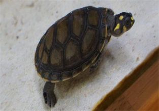 Yellow-headed Side-necked Turtle