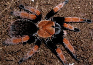 Mexican Bloodleg