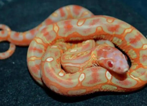 Corn Snake